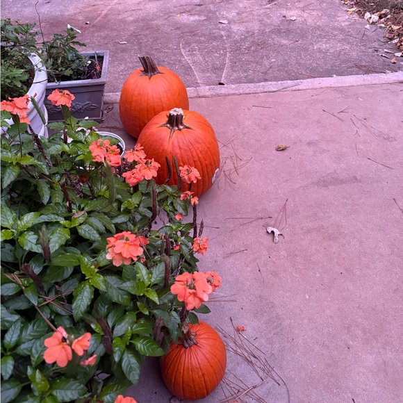 Meet your Posher, Riley - Picture 1 of 1